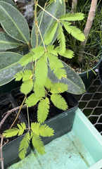 Onocleaceae