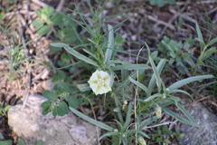 Chamaesaracha coronopus