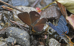 Lymanopoda albocincta