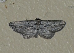 Iridopsis obliquaria