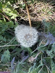 Taraxacum erythrospermum