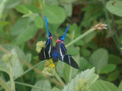 Rhetus arcius