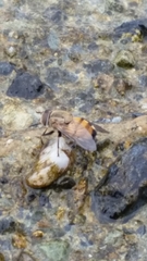 Copestylum haagii