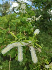 Mimosa caesalpiniifolia