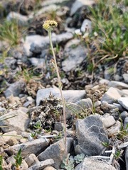 Antennaria densifolia
