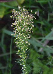 Erigeron floribundus