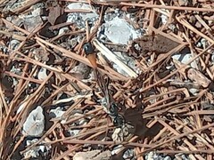 Ammophila heydeni