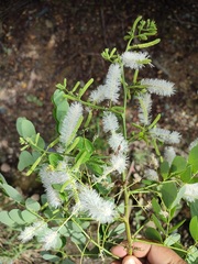 Mimosa caesalpiniifolia