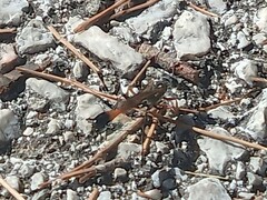 Ammophila heydeni