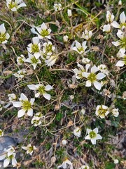 Cherleria arctica