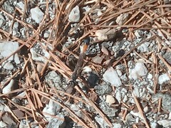 Ammophila heydeni