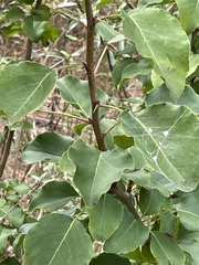 Pyrus calleryana