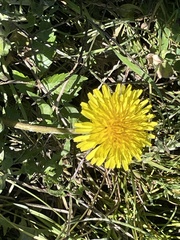 Taraxacum officinale