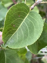 Pyrus calleryana