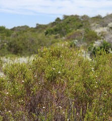 Euchaetis albertiniana