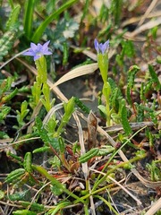 Gentiana prostrata