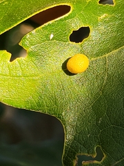 Acraspis quercushirta