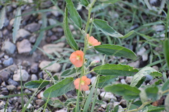 Sphaeralcea angustifolia
