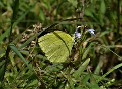 Eurema hecabe