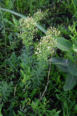 Erigeron floribundus