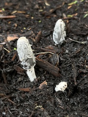 Coprinopsis lagopus