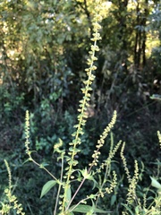 Ambrosia trifida