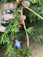Taxus baccata