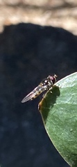 Syrphinae