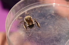 Anthophora bomboides