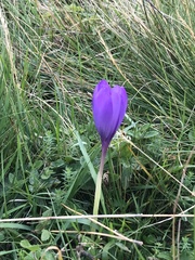 Crocus nudiflorus