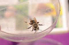 Anthophora bomboides