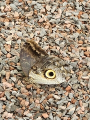 Caligo
