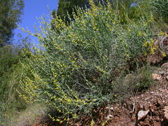 Anthyllis cytisoides