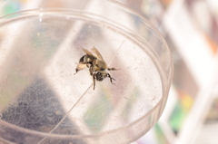Anthophora bomboides