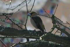 Coccothraustes coccothraustes