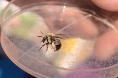 Anthophora bomboides