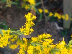 Callandrena