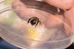 Anthophora bomboides