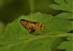 Hesperiinae