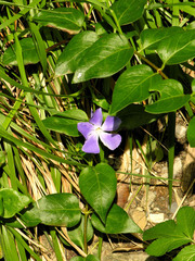 Vinca major