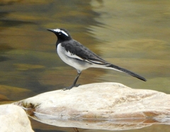 Motacilla maderaspatensis