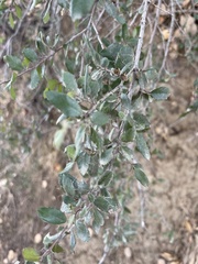 Rhamnus crocea