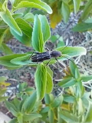 Xylotrechus sagittatus