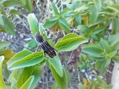 Xylotrechus sagittatus