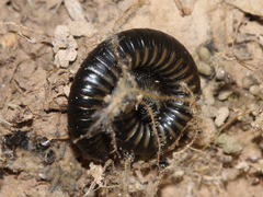 Ommatoiulus rutilans