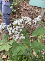 Ageratina altissima