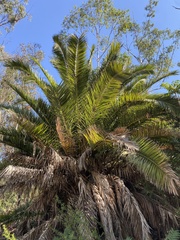 Phoenix canariensis