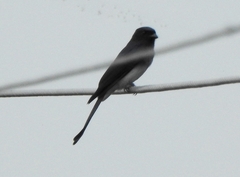 Dicrurus caerulescens