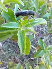 Xylotrechus sagittatus