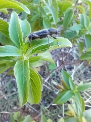 Xylotrechus sagittatus